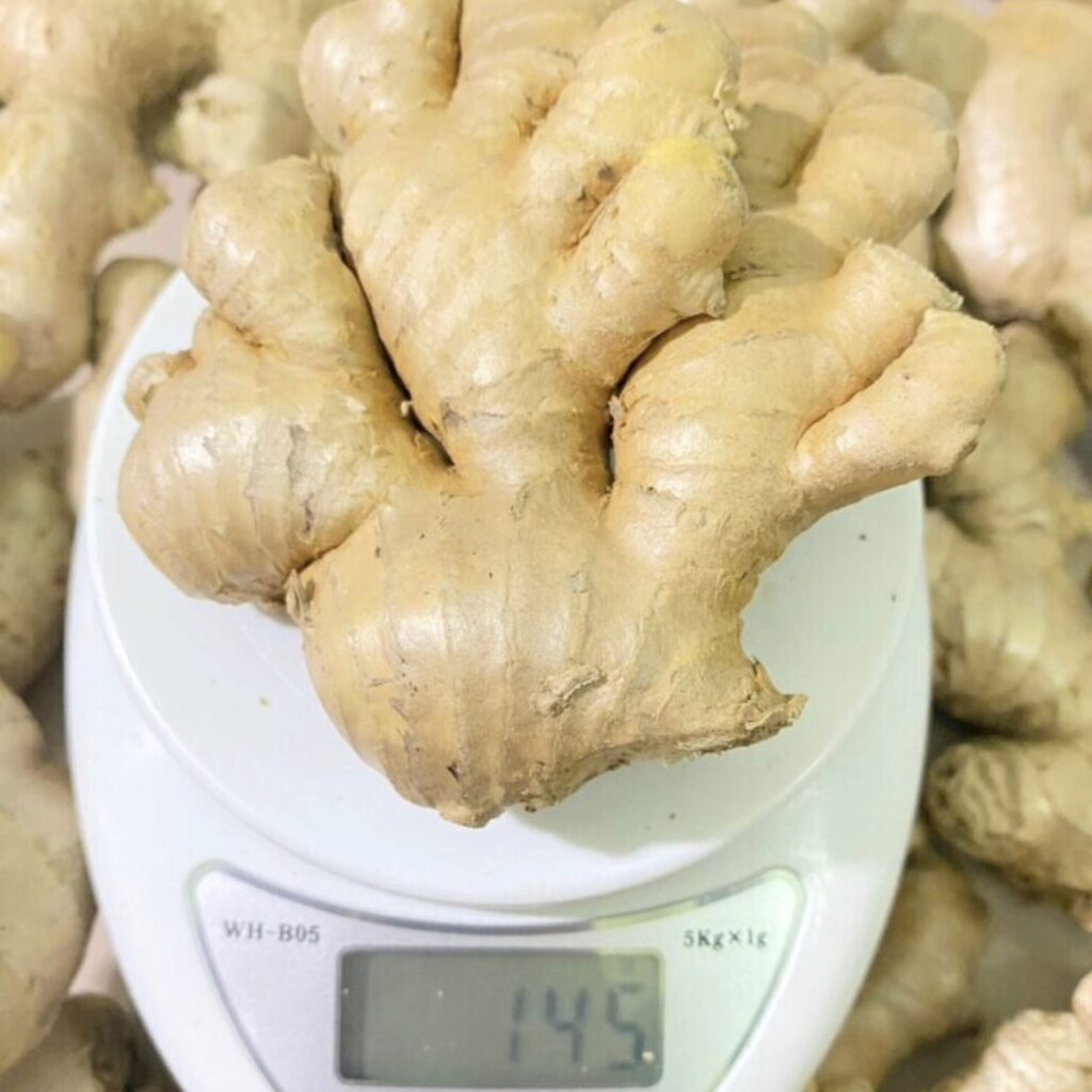 gừng lớn
